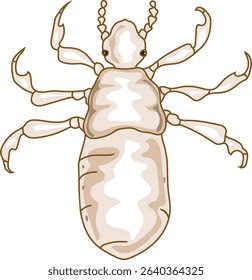 1st instar nymph head louse (Pediculus humanus) insect isolated on white background	