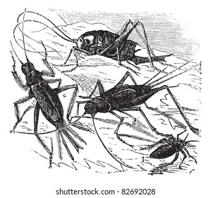 1.Wood cricket (Acheta vittata) 2.Field cricket (Acheta campestris) 3.Domestic cricket (Acheta domestica) 4.Bought maculata vintage engraving. Trousset encyclopedia (1886 - 1891).