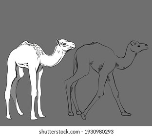 Dibujo vectorial de 2 camellos bebés en líneas negras

