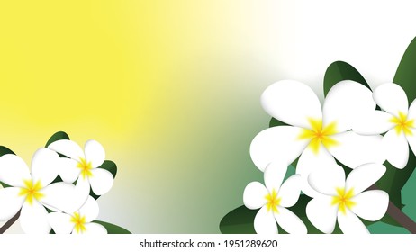 2 bunches of plumeria flowers in the corner with a shading light Vector illustration works for advertisements Or publications