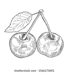 2 cherries on a twig, graphic vector illustration. black and white hatching graphics.