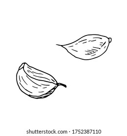 2 cloves isolated on white background. Vector hand drawn sketch illustration in doodle outline style. Fresh, delicious vegetable, spice for marinating meat, cuisine, engraved design, bulb