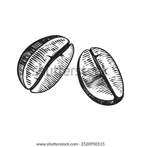 2 coffee beans in engraving style. Icon for coffee shop, menu or coffee brand