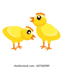 2 Cute yellow chickens isolated on a white background