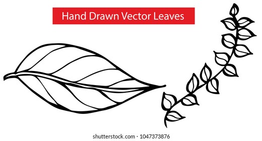 2 Detailed Elements Hand Drawn Vector Leaves with Long and Oblong Plant Flora Natural Nature Organic Set. Graphic Design Resource, Vector Illustration