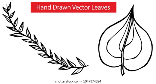 2 Detailed Elements Hand Drawn Vector Leaves with Small and Heart Shape Flora Natural Nature Organic Set. Graphic Design Resource, Vector Illustration