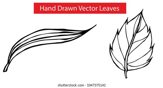 2 Detailed Elements Hand Drawn Vector Leaves with Long and Rose Leaf Flora Natural Nature Organic Set. Graphic Design Resource, Vector Illustration