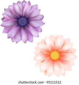 2 Gerber, Isolated On White Background, Vector Illustration