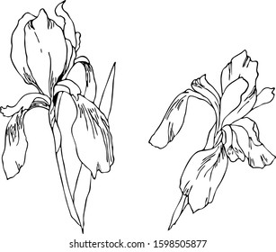 2 graphics irises vector pattern for all prints on hand drawing style.