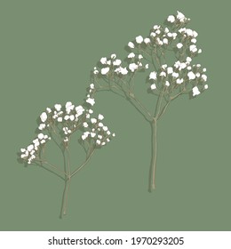 2 gypsophila branches , floral element, botanical vector illustration, hand drawn style, vintage illustration with drop shadow , organic design