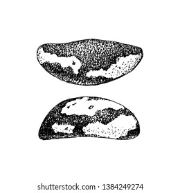 2 castanhas-do-brasil desenhadas à mão isoladas sobre fundo branco. Ilustração vetorial