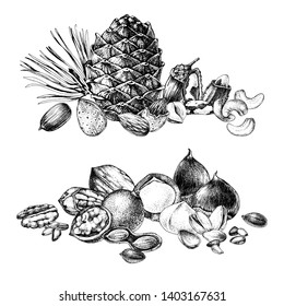 2 hand drawn edible nuts. Vector illustration