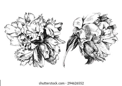 2 hand drawn peony flowers on white background