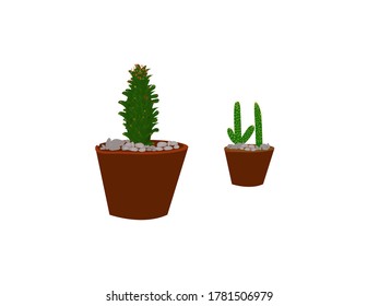 2 kinds of green cactus plants