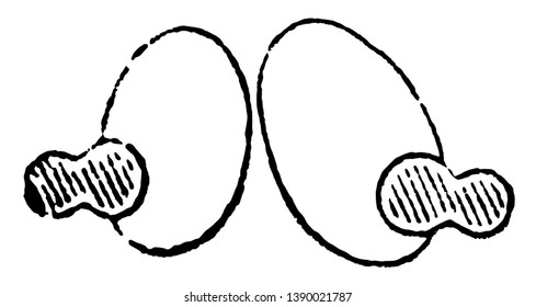 A 2 percent solution of boric acid applied to nucleated red blood cells of a frog will cause the concentration of all he coloring matter in the nucleus, vintage line drawing or engraving illustration.