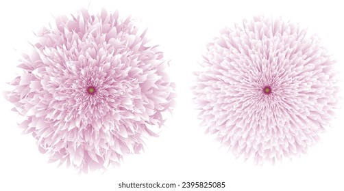 diseño floral con fondo blanco
