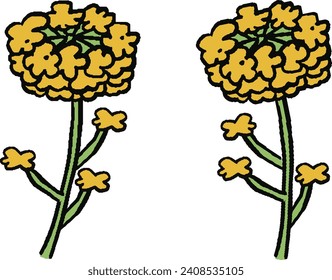 2 types of hand-drawn rape flower illustration set