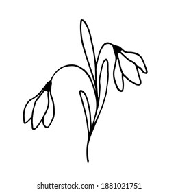 2 vector Doodle snowdrops on a white background. Can be used for spring design, wedding decor, textiles,