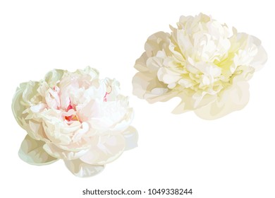 
2 white peonies