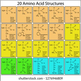 10,601 Amino acid Stock Illustrations, Images & Vectors | Shutterstock