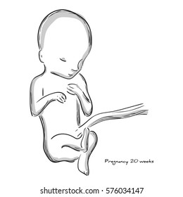 357 20 weeks pregnant Images, Stock Photos & Vectors | Shutterstock