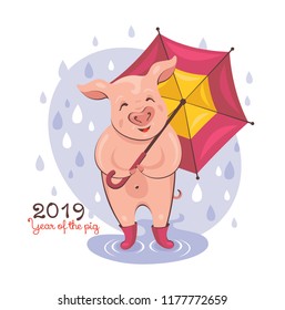 2019 New Year greeting card with a cute pig walking in the rain. Vector illustration. 
