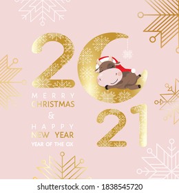 2021 Merry Christmas and Happy New Year, Year of the Ox, vector greeting card. Little cutie newborn baby calf in Santa hat dreaming on the Moon at golden year number, snow, isolated at pink background