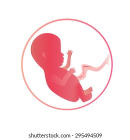 20-30 weeks human embryo illustration. Development of the embryo in the womb. The development of the child in the mother's stomach on the white background