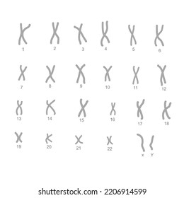 The 23 Pairs Of Chromosome Structure In Normal One Cell That Including 22 Pairs Of Autosome And 1 Pair Of Sex Chromosome