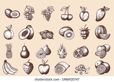 24 fruit hand drawn sketch retro vintage design. Vector illustration.