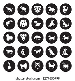 25 vector icon set : Bracco Italiano dog, Akita Alaskan Klee Kai American Eskimo Dog Hairless Terrier Berger Picard dog isolated on black background.