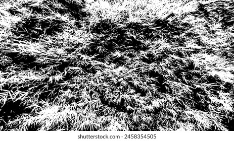 2-70.Bamboo forest texture effect - illustration. Bamboo forest black and white vector texture.