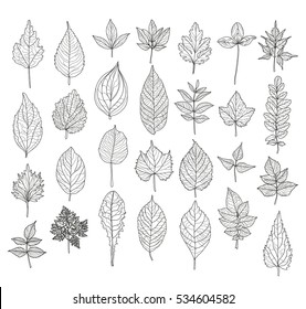 28 hand drawn leaves set. Can be used for invitations, greeting, wedding, anniversary cards, stationery.