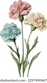 2.ª ilustración de fondo blanco de claveles pastel planos