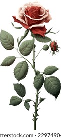 2.ª ilustración de fondo blanco de flor rosa plana