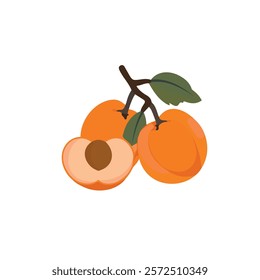 2D flat vector illustration apricot icon isolated on a white background.