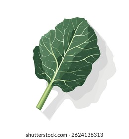 2D flat vector illustration collard greens icon isolated on a white background.