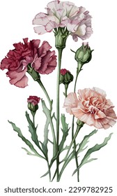 2d flat watercolor carnations white background illustration