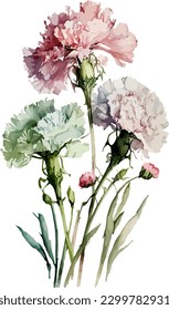 2d flat watercolor carnations white background illustration