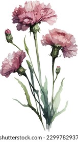 2d flat watercolor carnations white background illustration