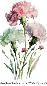 2d flat watercolor carnations white background illustration