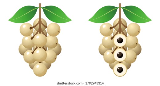 Vector De Dibujo De Frutas En 2D - Vista Delantera De Longan Fresca Y Vista Interior Sobre Fondo Blanco