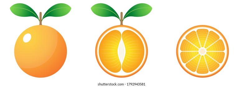 Vector De Dibujo De Frutas En 2D - Vista Frontal Fresca Tangerina Naranja Y Vista Interior Y Recorte En Fondo Blanco