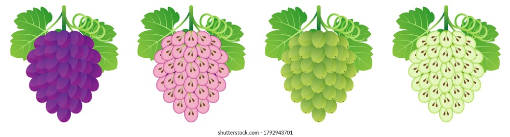 2D Fruit Cartoon Vector - Fresh Green And Purple Grape Fruit Front View And Inside Cut In Half Isolated On White Background