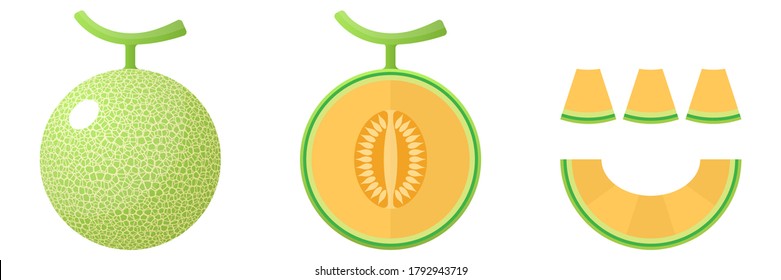 2D Fruit Cartoon Vector - Fresh Cantaloupe Melon Fruit Front View And Inside Cut In Half And Slice Icon Isolated On White Background