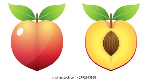 2D Fruit Cartoon Vector - Fresh Ripe Peach Fruit Front View And Inside Cut In Half Isolated On White Background