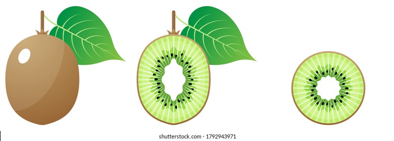 Vector De Dibujo De Frutas 2D - Vista Delantera De Kiwi Fresca Y Vista Interior Y Recorte En Fondo Blanco