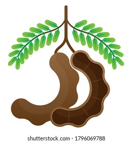 2D Fruit Vector - Fresh Ripe Tamarind Fruit And Cut In Half Isolated On White Background