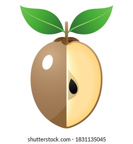 2D Fruit Vector - Fresh Ripe Sapodilla Fruit And Cut In Half Isolated On White Background