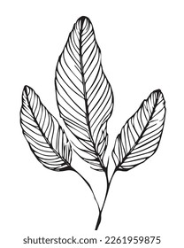 2D graphics of leaf images in outline style. Tropical tree leaves outlined in black and white. Natural and fresh. Has attractive fronds and leaf veins
